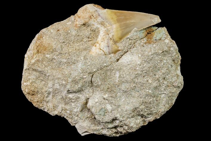 Otodus Shark Tooth Fossil in Rock - Eocene #161112